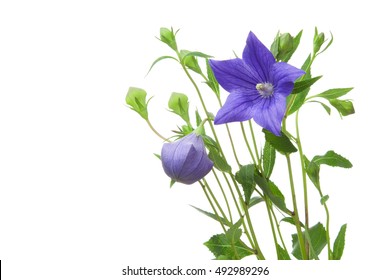 桔梗の花 の写真素材 画像 写真 Shutterstock