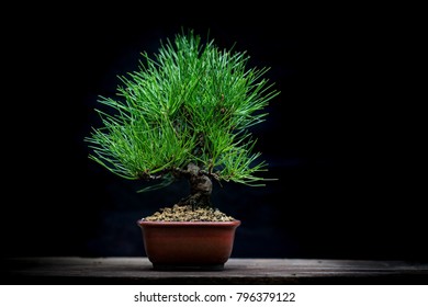 Japanese Black Pine Bonsai