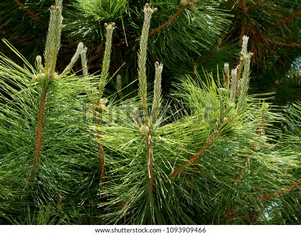 Japanese Black Pine Flower Candles Background Stock Photo 1093909466 ...