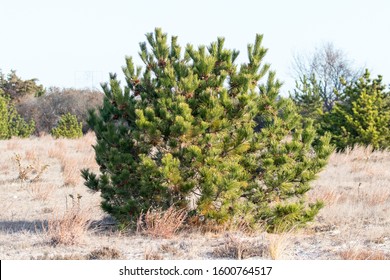 Japanese Black Pine At Jones Beach State Park
