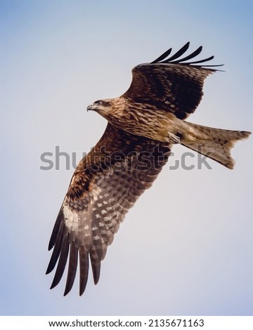 Similar – Awesome bird of prey in flight