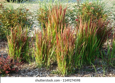Japanese bloodgrass, Imperata cylindrica 'Red Baron', grown as an ornamental plant. Poland, Europe - Shutterstock ID 1149274598
