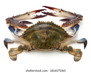 Japanese blue crab called Watarigani in Japan.