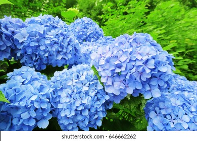 Japanese Blue Hydrangea