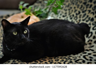 Japanese Bobtail Black Cat On Sofa