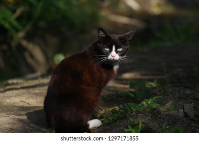 Japanese Bobtail Cat