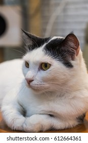 Japanese Bobtail Cat