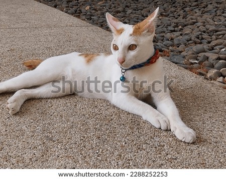 Japanese Bobtail cat is lying happily on the floor.