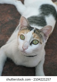 Japanese Bobtail Cat On Crimson