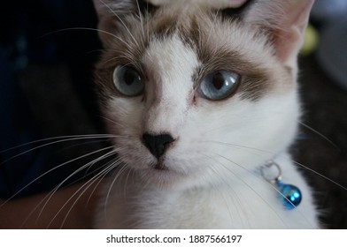 Japanese Bobtail Cat Pet Blue Eyes