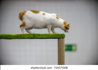 Japanese Bobtail - Pedigree Cat