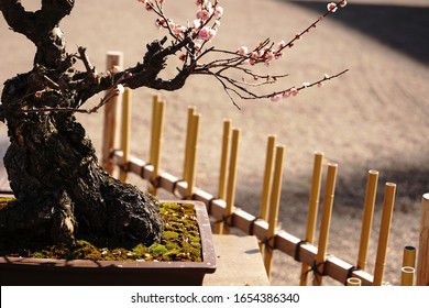 Japanese Bonsai With Beautiful Trees