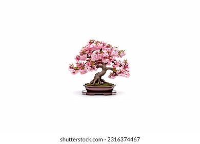 Japanese bonsai cherry tree isolated on white background