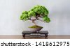 repotting bonsai