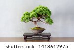 Japanese bonsai for my hobby