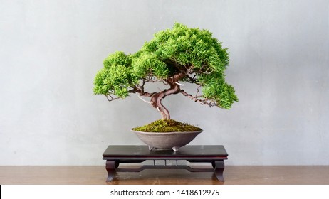 Japanese bonsai for my hobby