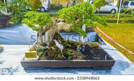 The Japanese bonsai on the exhibition stage
