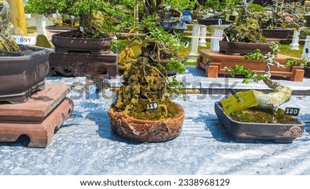 The Japanese bonsai on the exhibition stage
