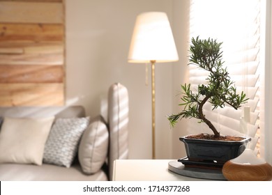 Japanese Bonsai Plant On Table In Living Room, Space For Text. Creating Zen Atmosphere At Home