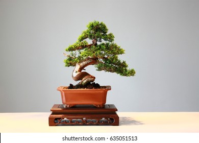 10+ Free Bonsai Tree Wallpaper Pictures - Pikwizard