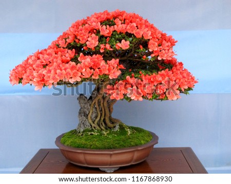 Japanese bonsai tree with full blooming flowers