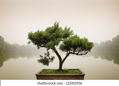 Japanese bonsai tree in pot at zen garden. Bonsai is a Japanese art form using trees grown in containers. - Shutterstock ID 123352936