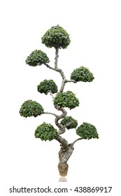 Japanese bonsai tree is a tree that can be bent into any desired shape.