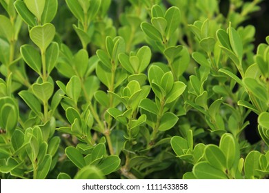 Japanese Boxwood Bush - Buxus Microphylla 