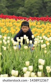 Japanese Boy And Tulips (fourth Grade At Elementary School)