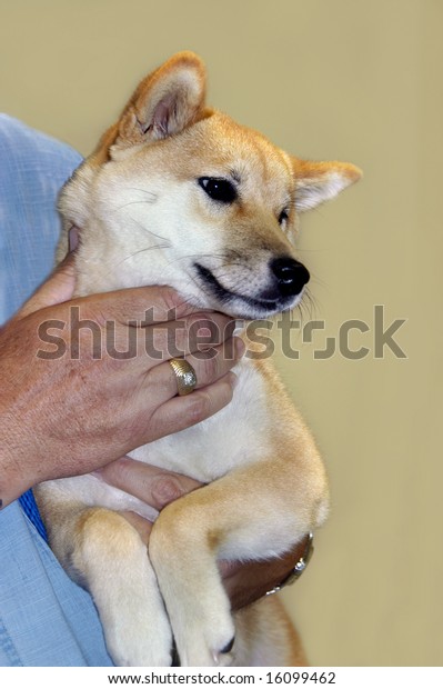 Japanese Breed Called Shiba Inu Held Royalty Free Stock Image