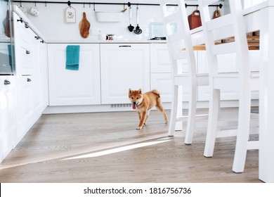 Japanese Breed Shiba Inu Pretty Cute Puppy Running In The Kitchen