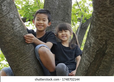 Japanese Brother And Sister Climbing The Tree (10 Years Old Boy And 5 Years Old Girl)