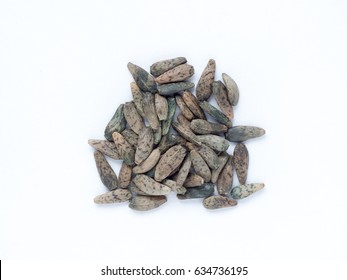 Japanese Burdock Seed On White Isolated Background