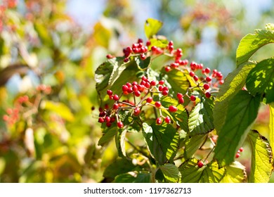 43 Japanese bush cranberry Images, Stock Photos & Vectors | Shutterstock