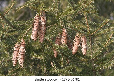 2,744 Japanese spruce Images, Stock Photos & Vectors | Shutterstock