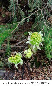 Japanese Butterbur grows high in the mountains among the pines. Spring flowers. Vertical orientation.