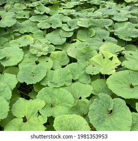 Japanese butterbur = “Fuki” A kind of vegetable that sometimes used in Japanese cooking.