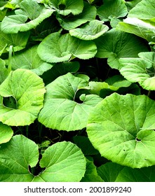 Japanese butterbur leaf. A photo of the leaves. One side of butterbur leaf.