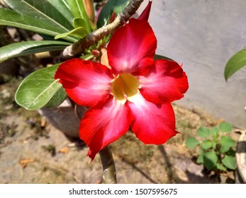 132 Japanese cambodian flower Images, Stock Photos & Vectors | Shutterstock