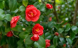 Japanese Camellia (Camellia Japonica) In Sunny Spring Day In Arboretum Park Southern Cultures In Sirius (Adler). Red Rose-like Blooms Camellia Flower And Buds With Evergreen Glossy Leaves On Shrub.
