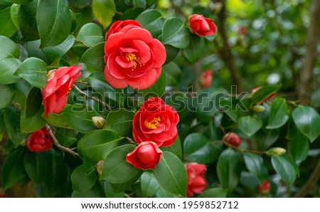 Japanese Camellia (Camellia japonica) in sunny spring day in Arboretum Park Southern Cultures in Sirius (Adler). Red rose-like blooms camellia flower and buds with evergreen glossy leaves on shrub.