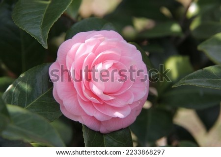 Japanese camellia, on the street of Tokyo, Japan