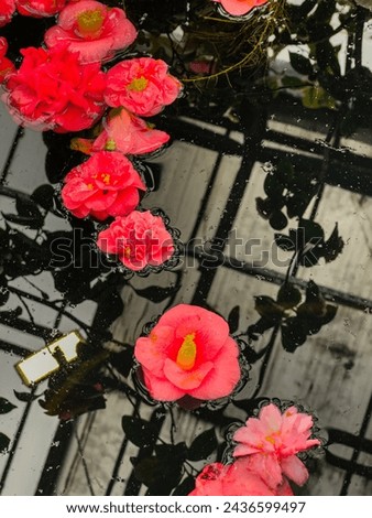 Japanese Camellia on water. High quality photo