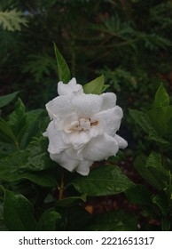 Japanese Camellia Plant With White Flowers. Flat Lay. Nature Concept.