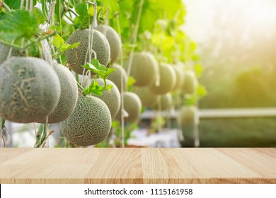 Japanese Cantaloupe Melon Farm