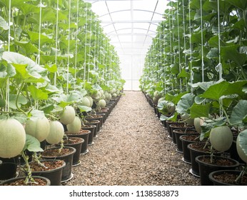 11,051 Cantaloupe farm Images, Stock Photos & Vectors | Shutterstock