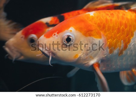 Japanese carp in a home aquarium