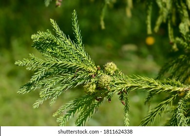 Japanese cedar branches - Latin name - Cryptomeria japonica - Shutterstock ID 1811624338