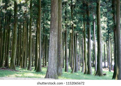 Japanese Cedar Forest Road Stock Photo 1152065672 | Shutterstock