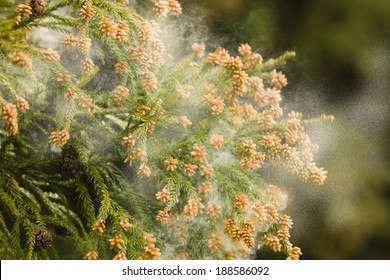 Japanese cedar tree pollen